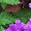 Verbena 'Superbena Dark Blue', flowers