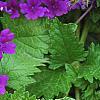 Verbena 'Superbena Dark Blue', flowers
