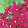 Verbena 'Temari Burgundy', flowers