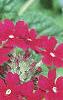 Verbena 'Temari Burgundy', flowers