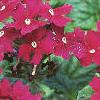 Verbena 'Temari Burgundy', flowers