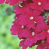 Verbena 'Temari Burgundy', flowers