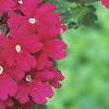 Verbena 'Temari Burgundy', flowers