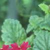 Verbena 'Temari Burgundy', flowers