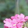 Verbena 'Temari Bright Pink', flowers