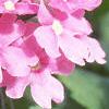 Verbena 'Temari Bright Pink', flowers