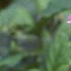 Verbena 'Temari Bright Pink', flowers