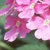 Verbena 'Temari Bright Pink', flowers