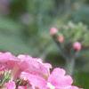 Verbena 'Temari Bright Pink', flowers