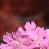 Verbena 'Temari Cherry Blossom Pink', flowers