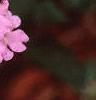 Verbena 'Temari Cherry Blossom Pink', flowers