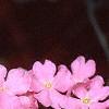 Verbena 'Temari Cherry Blossom Pink', flowers