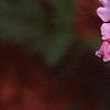 Verbena 'Temari Cherry Blossom Pink', flowers