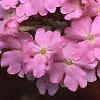 Verbena 'Temari Cherry Blossom Pink', flowers