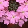 Verbena 'Temari Cherry Blossom Pink', flowers