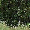 Vitex agnu-castus 'Silver Spire', habit