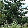 Vitex agnu-castus 'Silver Spire', habit