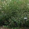 Vitex agnu-castus 'Silver Spire', habit