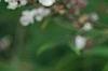 Vitex agnu-castus 'Silver Spire', flowers