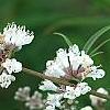 Vitex agnu-castus 'Silver Spire', flowers