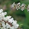 Vitex agnu-castus 'Silver Spire', flowers