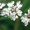 Vitex agnu-castus 'Silver Spire', flowers
