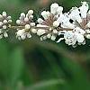 Vitex agnu-castus 'Silver Spire', flowers
