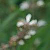 Vitex agnu-castus 'Silver Spire', flowers