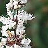 Vitex agnu-castus 'Silver Spire', flowers