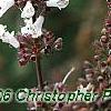 Vitex agnu-castus 'Silver Spire', flowers