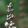 Vitex agnu-castus 'Silver Spire', flowers