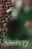 Vitex agnu-castus 'Silver Spire', flowers