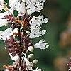 Vitex agnu-castus 'Silver Spire', flowers