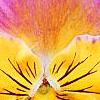 Viola 'Angel Amber Kiss', flowers