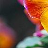 Viola 'Angel Amber Kiss', flowers