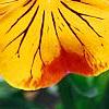Viola 'Angel Amber Kiss', flowers