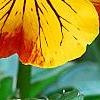 Viola 'Angel Amber Kiss', flowers