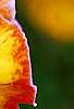 Viola 'Angel Amber Kiss', flowers