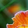 Viola 'Angel Amber Kiss', flowers
