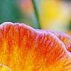 Viola 'Angel Amber Kiss', flowers