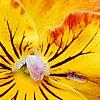 Viola 'Angel Amber Kiss', flowers