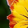 Viola 'Angel Amber Kiss', flowers