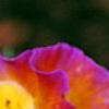 Viola 'Angel Amber Kiss', flowers