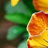 Viola 'Angel Amber Kiss', flowers