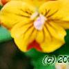 Viola 'Angel Amber Kiss', flowers