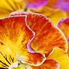 Viola 'Angel Amber Kiss', flowers