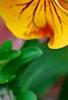 Viola 'Angel Amber Kiss', flowers