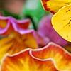 Viola 'Angel Amber Kiss', flowers