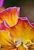 Viola 'Angel Amber Kiss', flowers