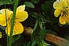 Viola cornuta 'Lemon Chiffon', habit